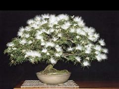 149 BONZAI A MAULEVRIER 2016_000027